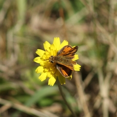 Hylephila fasciolata