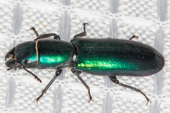 Temnoscheila aerea