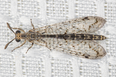 Scotoleon minutus