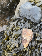 Ostrea edulis