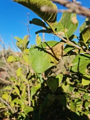 Dombeya rotundifolia