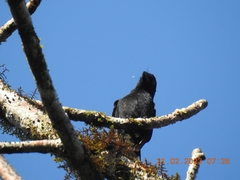 Dicrurus andamanensis
