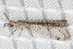 Scotoleon minutus