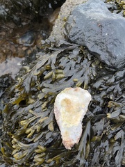 Ostrea edulis