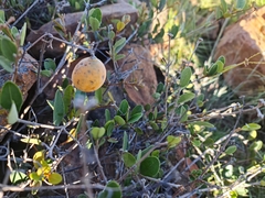 Ancylobothrys capensis