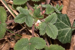 Potentilla micrantha