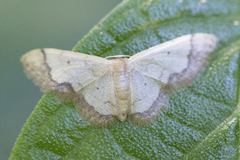 Idaea