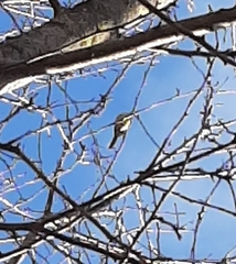 Poecile atricapillus