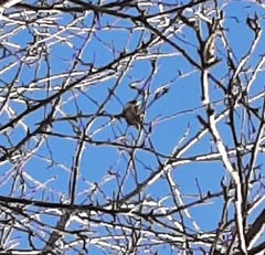 Poecile atricapillus