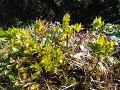 Vaccinium cylindraceum