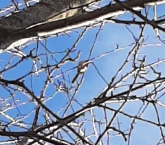 Poecile atricapillus