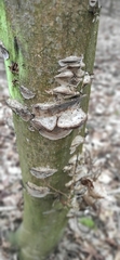 Fungi