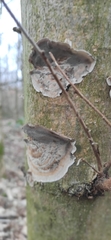 Fungi