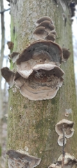 Fungi