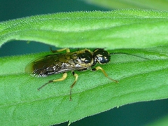 Pamphiliidae