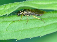 Pamphiliidae
