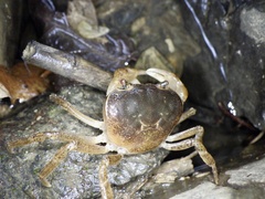 Geothelphusa dehaani