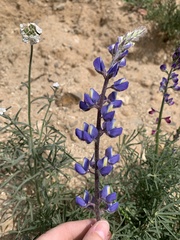 Lupinus sparsiflorus