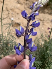 Lupinus sparsiflorus