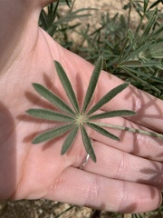 Lupinus sparsiflorus