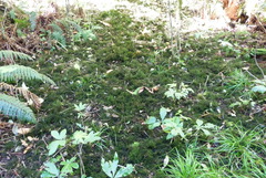 Echinodiopsis hispida