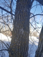 Acer negundo