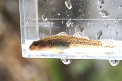 Rhinogobius flumineus