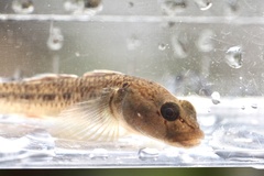 Rhinogobius flumineus