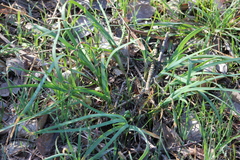 Allium drummondii