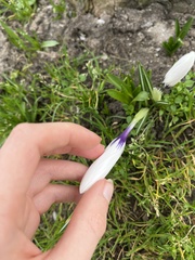 Crocus neapolitanus