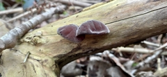 Auricularia auricula-judae