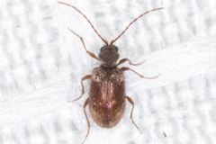 Ptininae