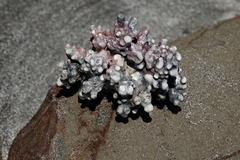Lithothamnion crispatum
