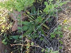 Aloe greatheadii davyana