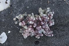 Lithothamnion crispatum