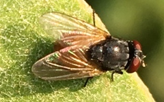 Musca ventrosa
