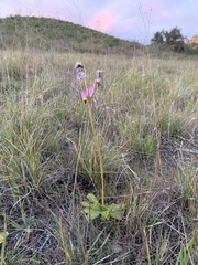 Primula clevelandii
