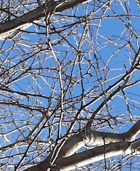 Poecile atricapillus