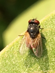 Musca ventrosa