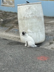 Felis catus