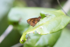 Miltomiges cinnamomea