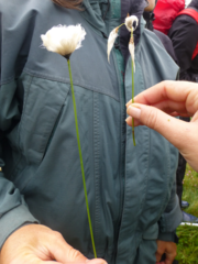 Eriophorum vaginatum