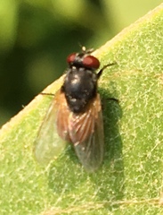 Musca ventrosa