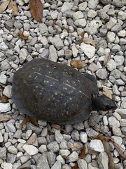 Terrapene carolina major