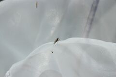 Mythicomyiidae
