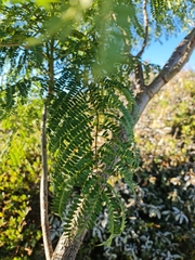 Jacaranda mimosifolia