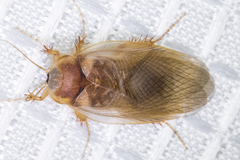 Eremoblatta subdiaphana