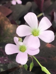 Oxalis triangularis