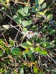 Ancylobothrys capensis