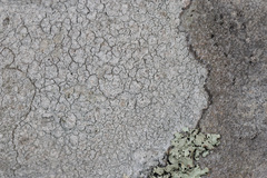 Pertusaria plittiana